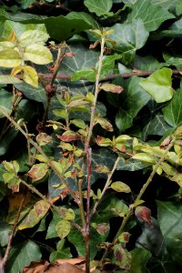 Cotoneaster dammeri 15302