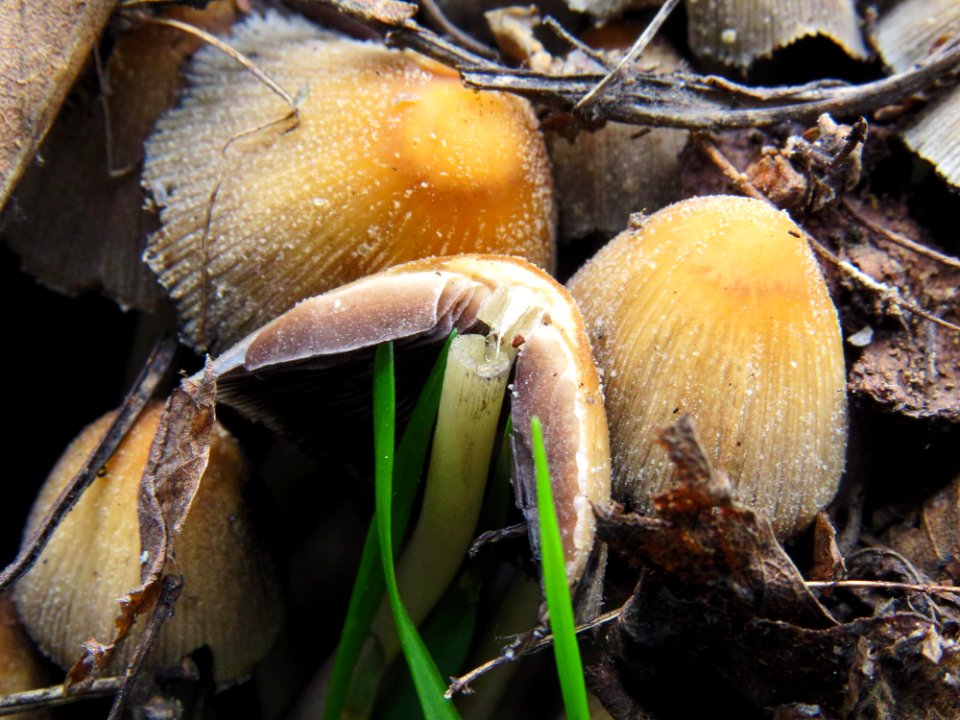 Coprinellus micaceus Bykivnya 4