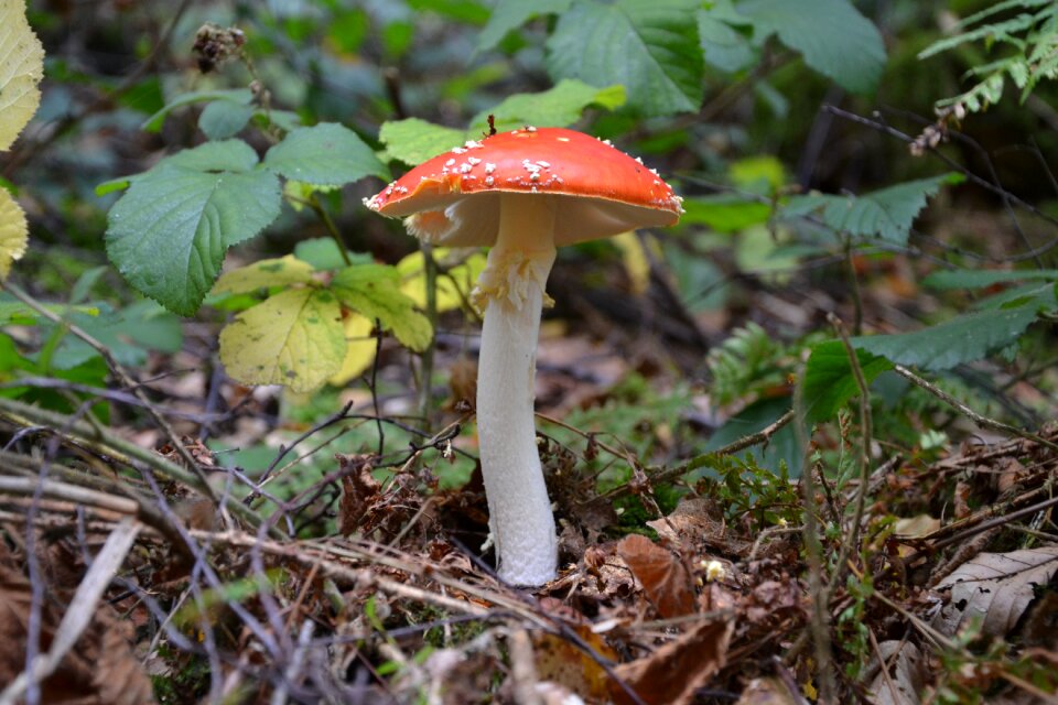 Red fly agaric mushroom mushroom nature photo