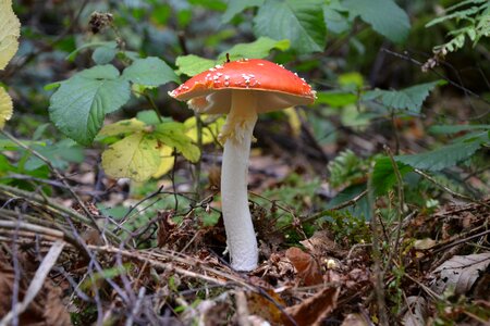 Red fly agaric mushroom mushroom nature