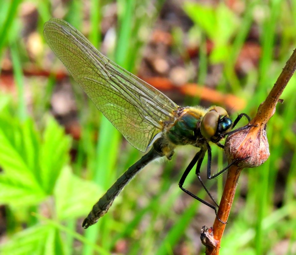 Cordulia aenea Muromets1