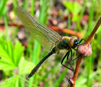 Cordulia aenea Muromets1