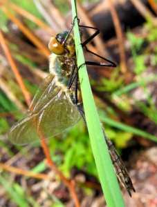 Cordulia aenea Muromets4