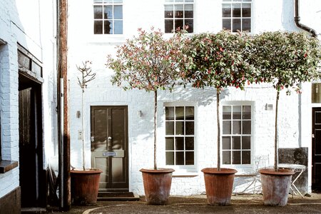 Plant garden trees