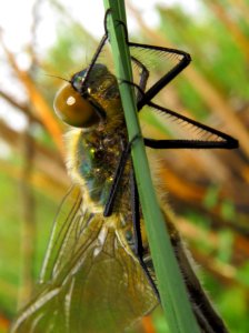 Cordulia aenea Muromets8