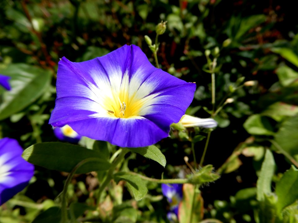 Convolvulus tricolor, Jardin de l'École Du Breuil