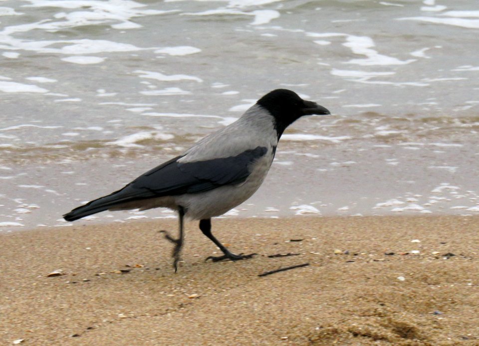 Corvus cornix Jelitkowo 1