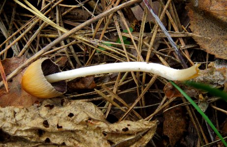 Coprinellus micaceus Bykivnya 5
