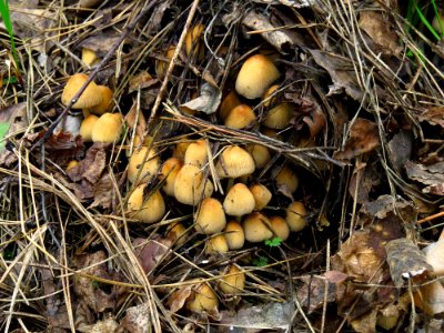 Coprinellus micaceus Bykivnya 6
