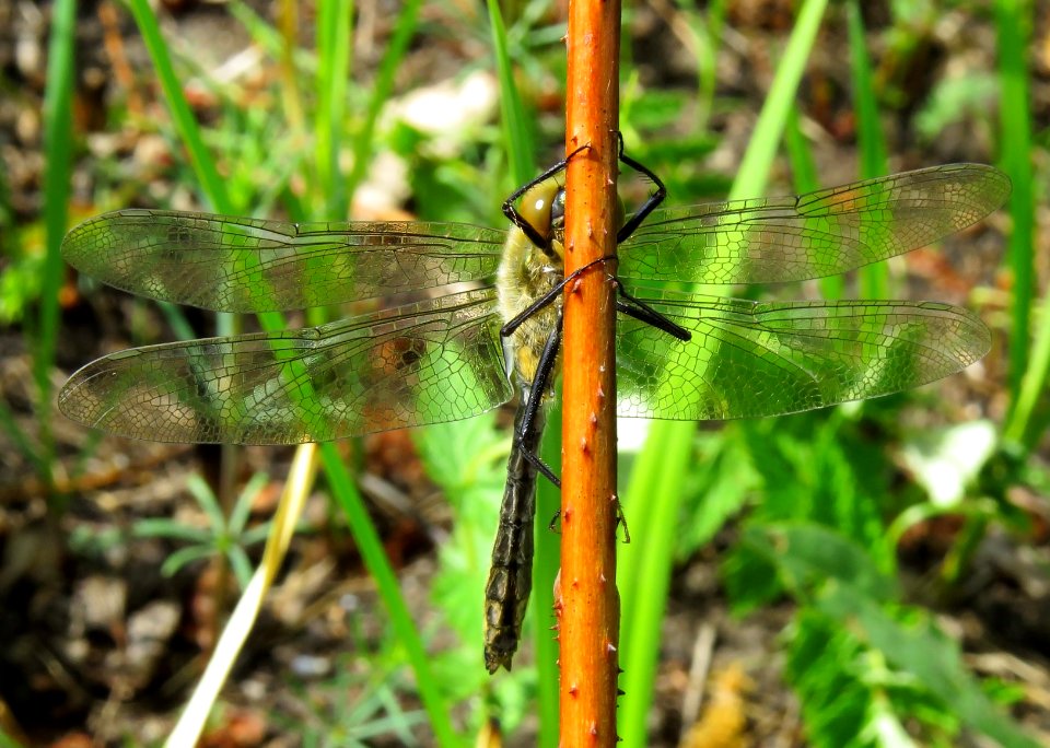 Cordulia aenea Muromets2