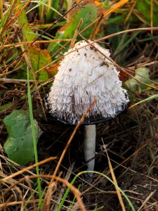 Coprinus comatus Kiev3