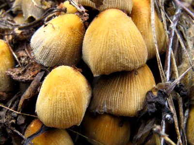 Coprinellus micaceus Bykivnya 3