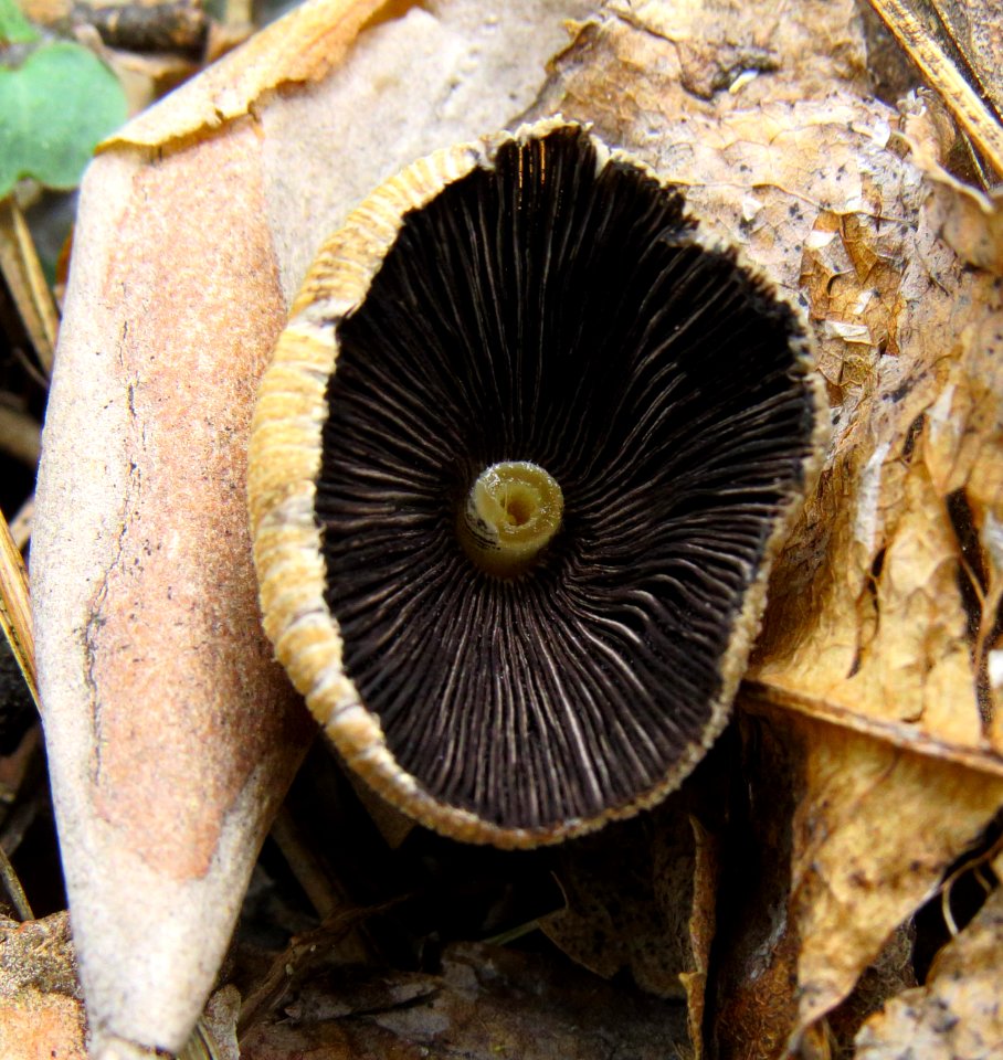 Coprinellus micaceus Bykivnya 2
