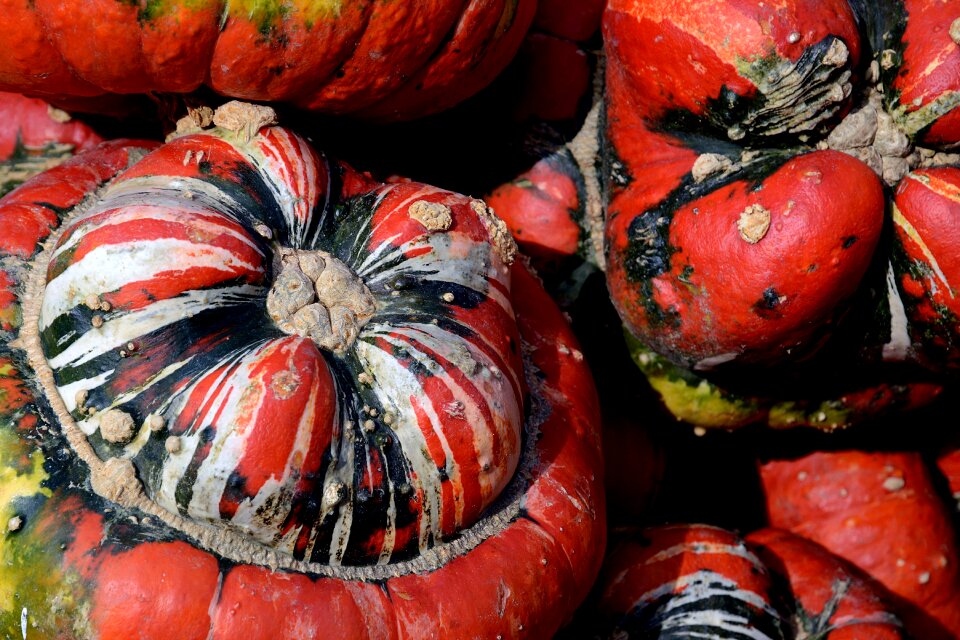 Autumn thanksgiving decoration