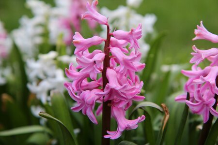 Hyacinth pink spring flowering photo