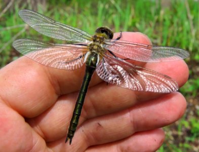 Cordulia aenea Muromets5
