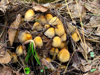 Coprinellus micaceus Bykivnya 1