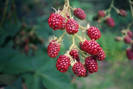 Nature grow mature