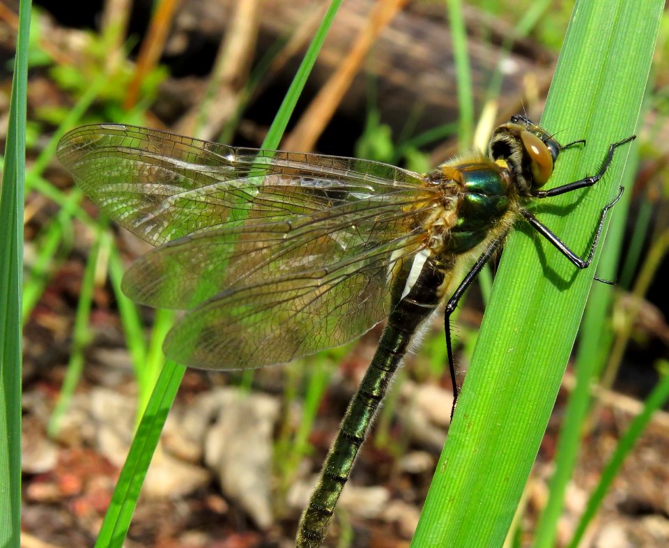 Cordulia aenea Muromets9
