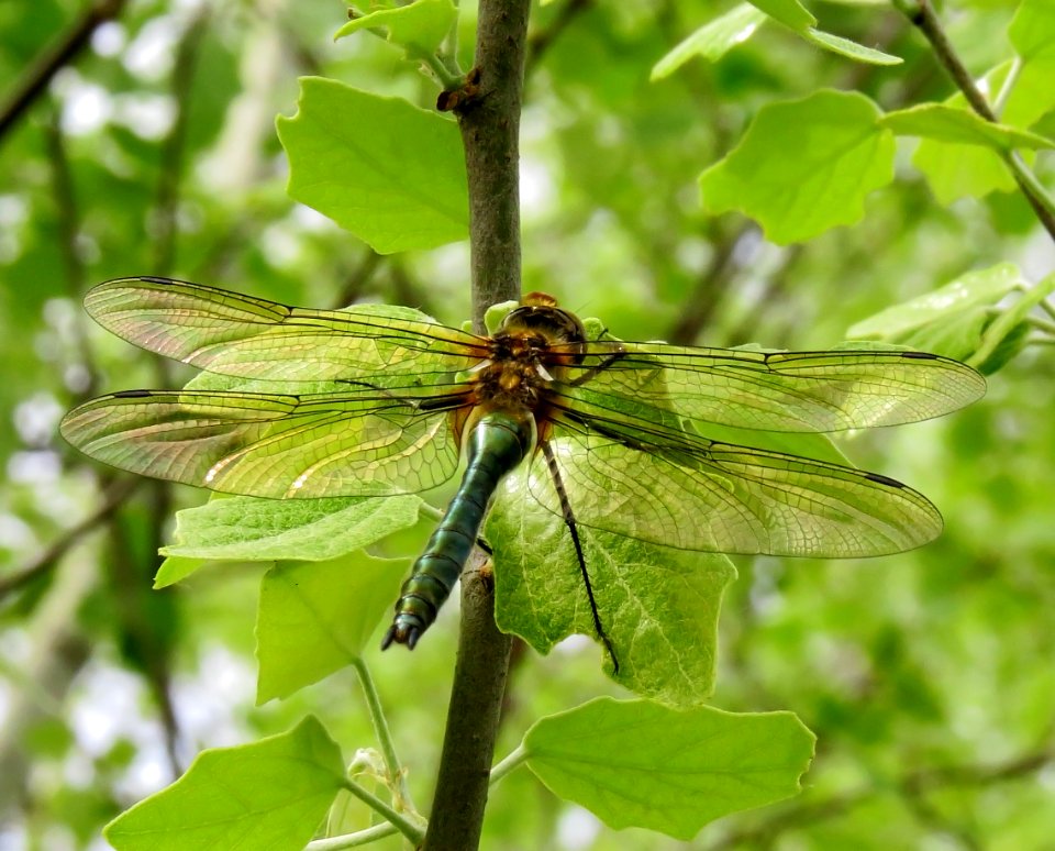 Cordulia aenea Muromets6