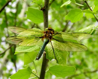 Cordulia aenea Muromets6