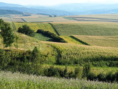 Nature green meadow photo