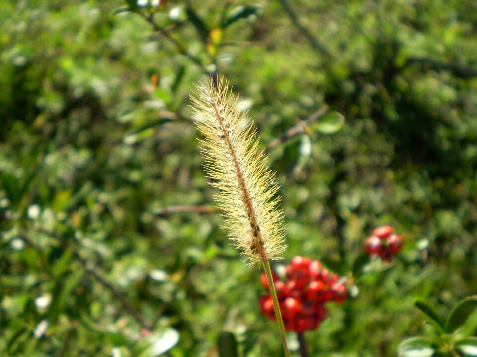 Floral wild red berries