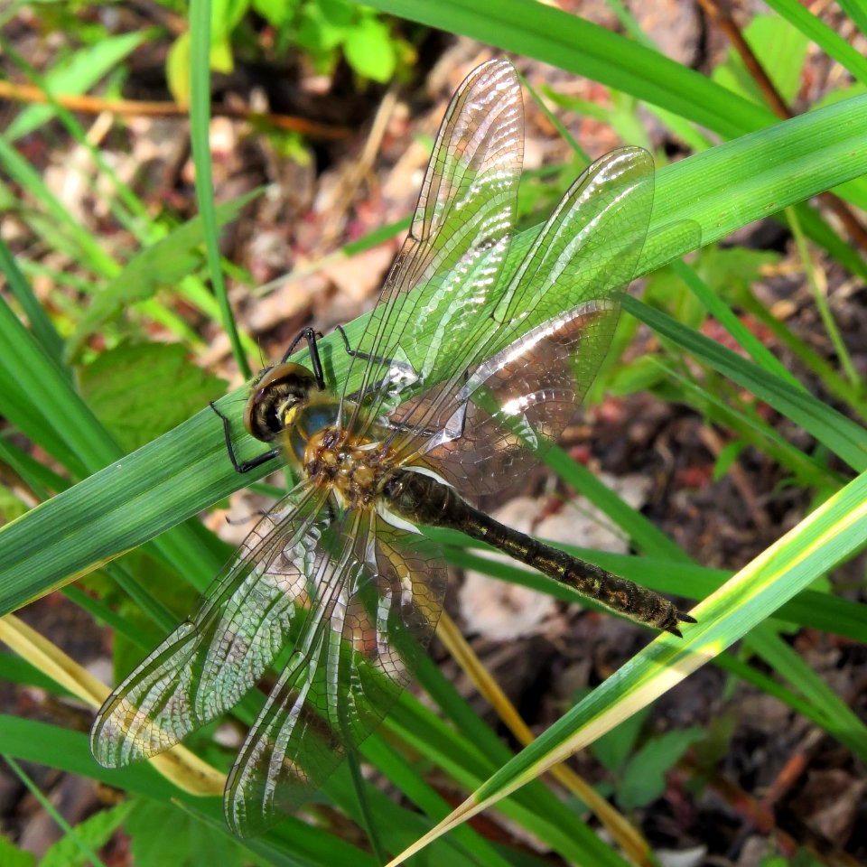 Cordulia aenea Muromets3