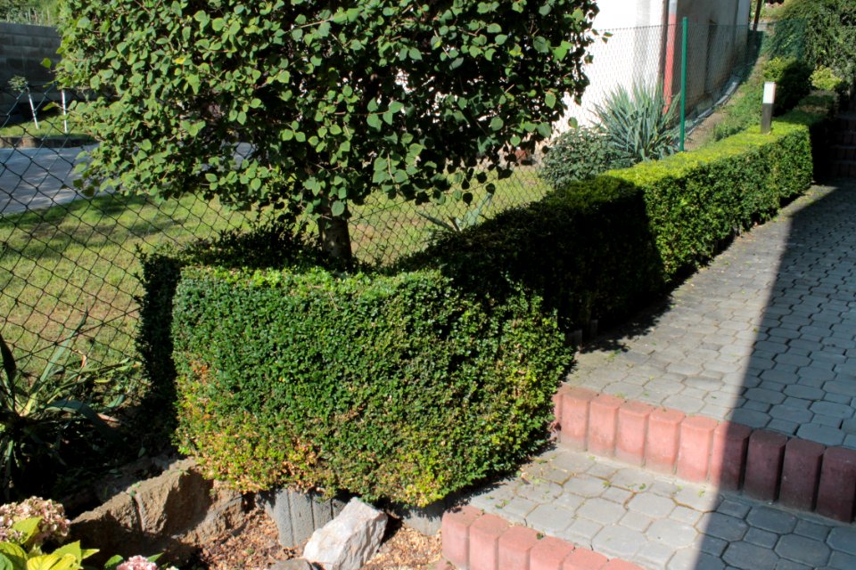 Buxus 09 05 0243