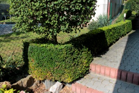 Buxus 09 05 0243