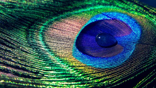 Water drop colourful peacock feathers