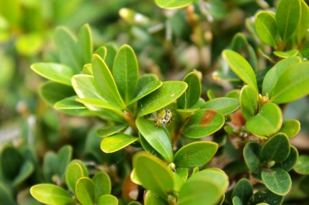 Buxus sempervirens10870