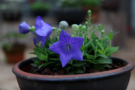 Garden morning glory flowers