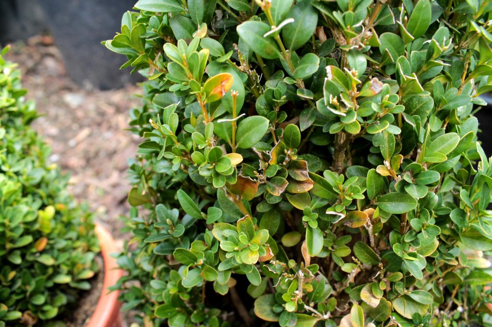 Buxus sempervirens 10866