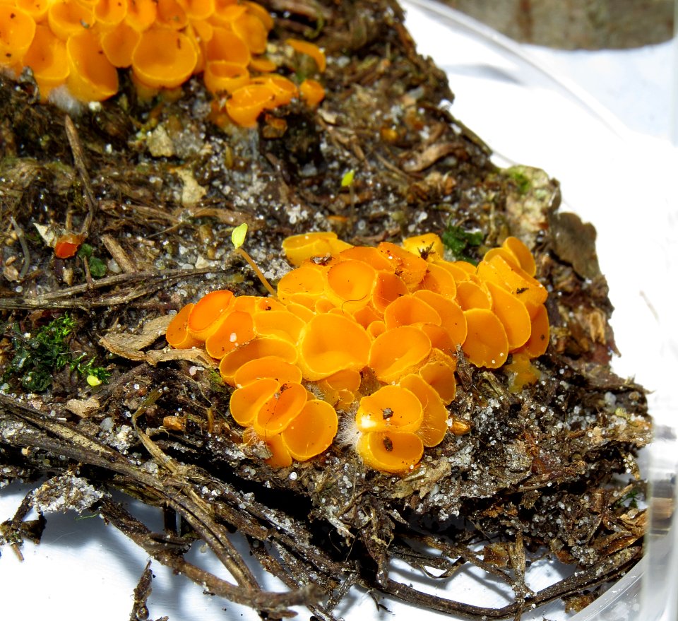 Byssonectria terrestris Kiev2