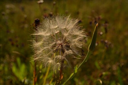 Grass nature sonchus oleraceus