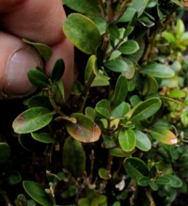 Buxus sempervirens 10860
