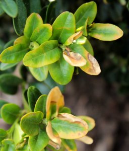 Buxus sempervirens 10904