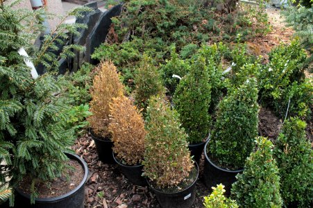 Buxus sempervirens 10883