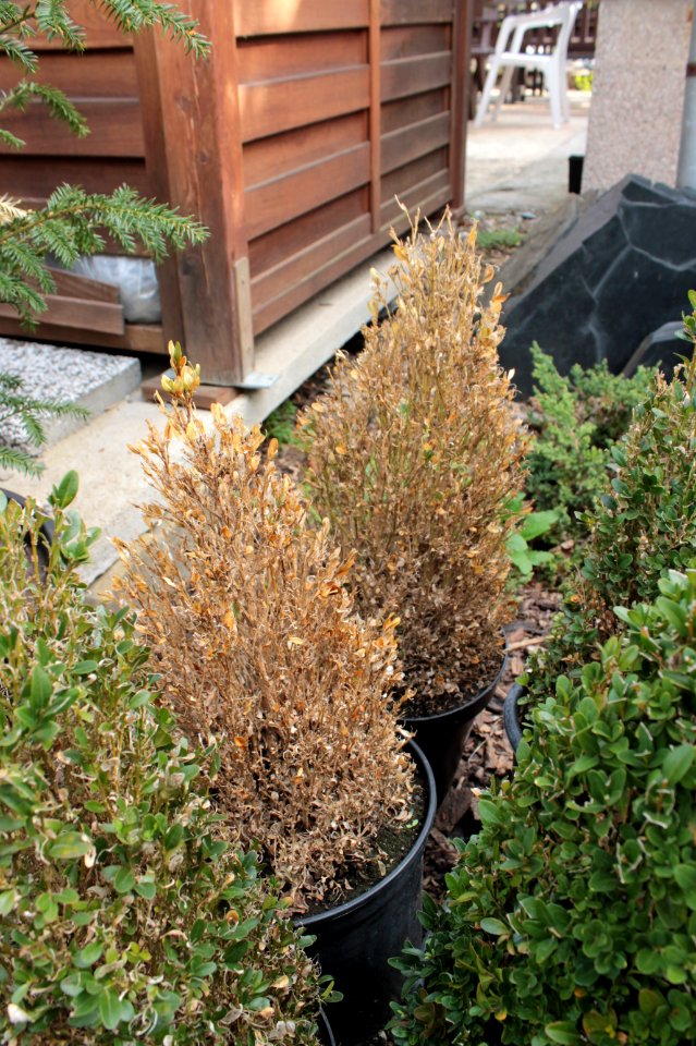 Buxus sempervirens10857