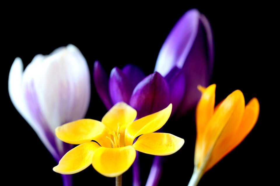 Plant petal bright