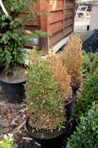 Buxus sempervirens 10856