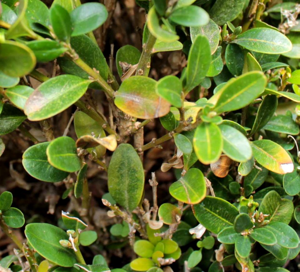 Buxus sempervirens 10862