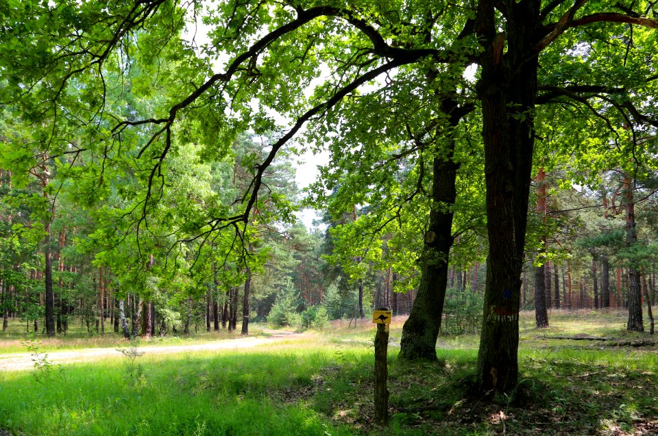Byhleguhre Byhlen 06