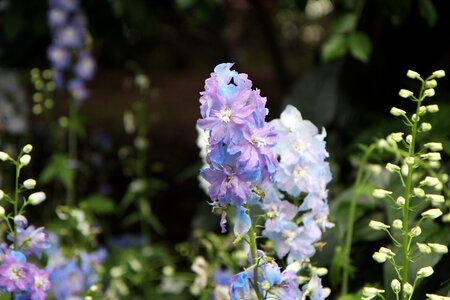 Garden jinjiang lanterns flowers
