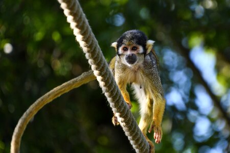 Saimiri in peru zoo rope