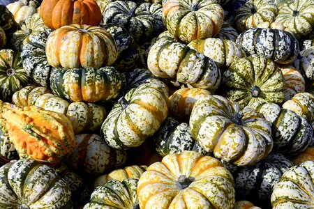 Thanksgiving decoration harvest
