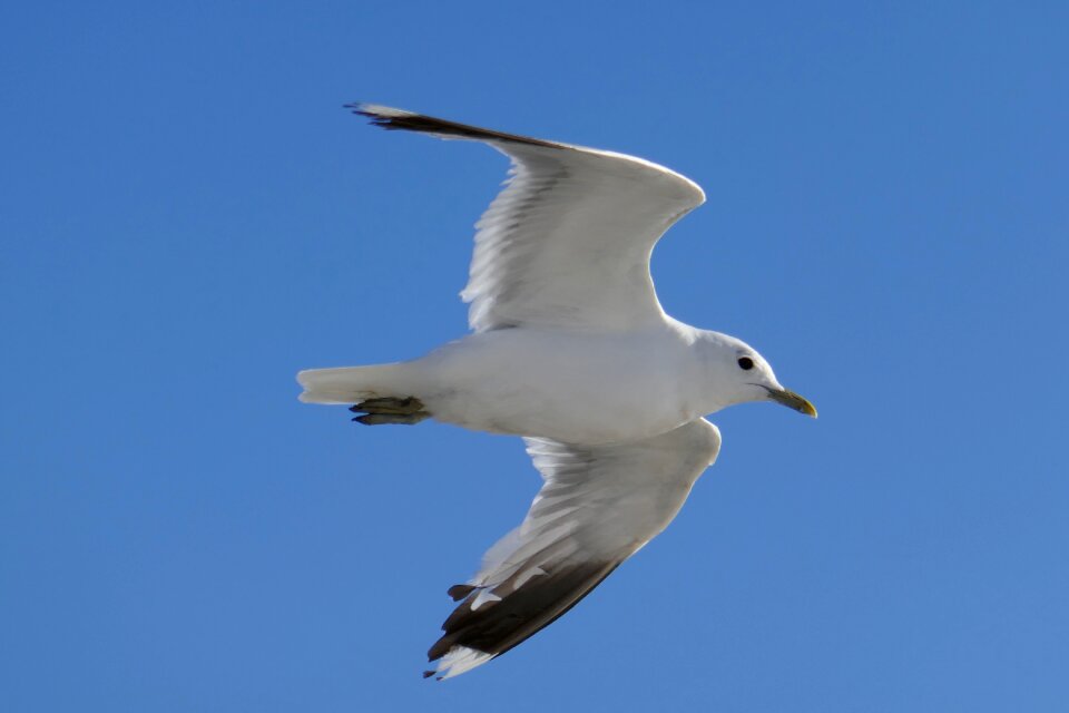 Sea close up animal