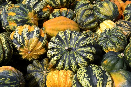 Thanksgiving decoration harvest