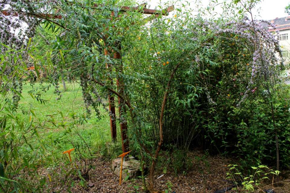 Buddleja alternifolia 3744